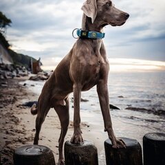 Hunter Plus šuns antkaklis siūlas turquoise turkis kaina ir informacija | Hunter Sportas, laisvalaikis, turizmas | pigu.lt