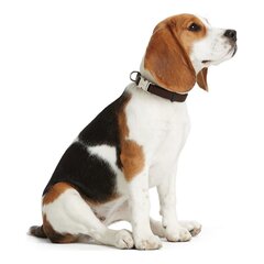 Hunter Alu-Strong šuns antkaklis, rusvai gelsva, 30-45 cm kaina ir informacija | Antkakliai, petnešos šunims | pigu.lt