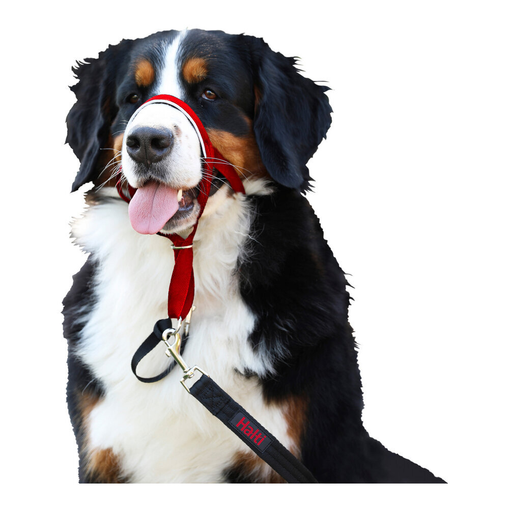 Company of Animals Halti antsnukis šuniui, raudonas, 35-48 cm kaina ir informacija | Antkakliai, petnešos šunims | pigu.lt