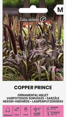 Soruolės varpotosios copper prince h цена и информация | Семена цветов | pigu.lt