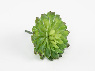 Декоративное растение Mica Decorations 8 x 5 cm PVC сочный цена и информация | Искусственные цветы | pigu.lt