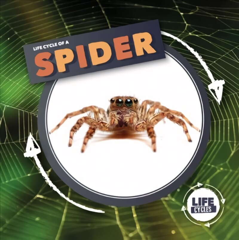 Life Cycle Of A Spider kaina ir informacija | Knygos paaugliams ir jaunimui | pigu.lt