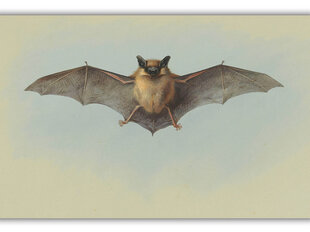 Reprodukcija Study of a Bat (Archibald Thorburn), 30x40 cm kaina ir informacija | Reprodukcijos, paveikslai | pigu.lt