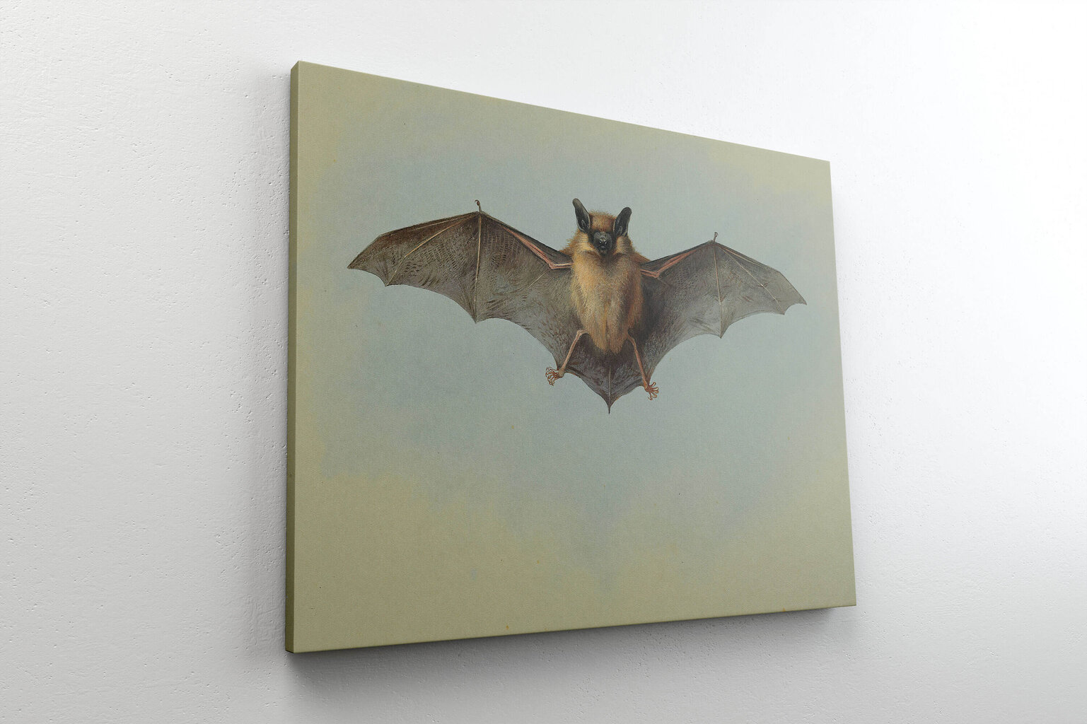 Reprodukcija Study of a Bat (Archibald Thorburn), 40x60 cm kaina ir informacija | Reprodukcijos, paveikslai | pigu.lt