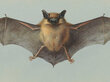 Reprodukcija Study of a Bat (Archibald Thorburn), 40x60 cm kaina ir informacija | Reprodukcijos, paveikslai | pigu.lt