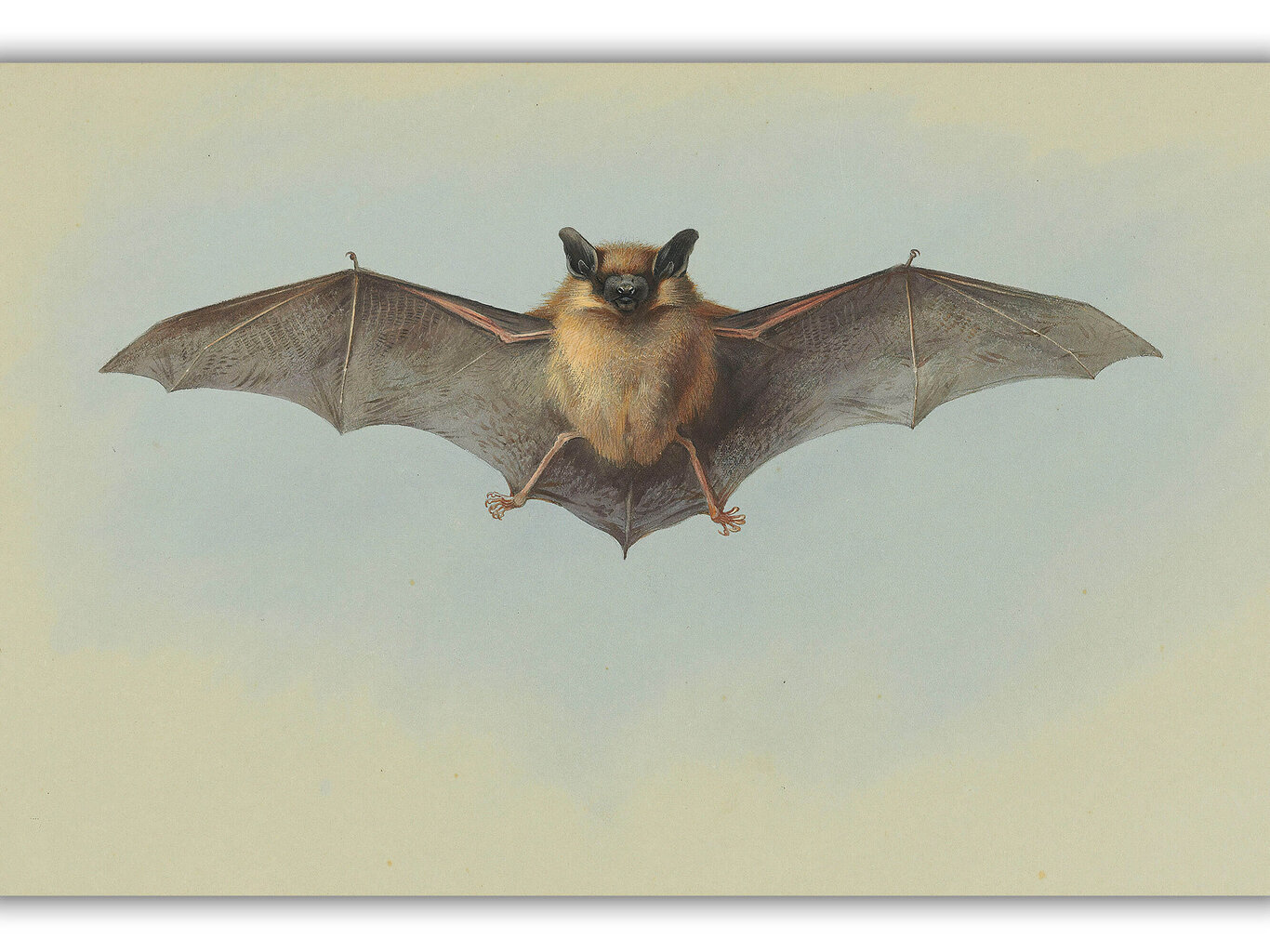 Reprodukcija Study of a Bat (Archibald Thorburn), 40x60 cm kaina ir informacija | Reprodukcijos, paveikslai | pigu.lt