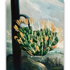 Reprodukcija The Aloe (Robert John Thornton (1808)), 30x40 cm kaina ir informacija | Reprodukcijos, paveikslai | pigu.lt