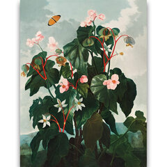 Reprodukcija The Oblique–Leaved Begonia (Robert John Thornton (1808)), 30x40 cm kaina ir informacija | Reprodukcijos, paveikslai | pigu.lt