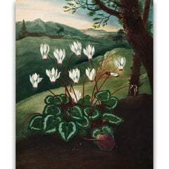 Reprodukcija The Persian Cyclamen (Robert John Thornton (1808)), 30x40 cm kaina ir informacija | Reprodukcijos, paveikslai | pigu.lt