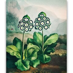 Reprodukcija A Group of Auriculas (Robert John Thornton (1808)), 40x60 cm kaina ir informacija | Reprodukcijos, paveikslai | pigu.lt