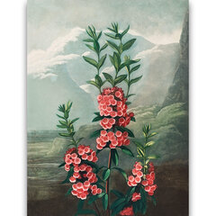 Reprodukcija The Narrow–Leaved Kalmia (Robert John Thornton (1808)), 30x40 cm kaina ir informacija | Reprodukcijos, paveikslai | pigu.lt