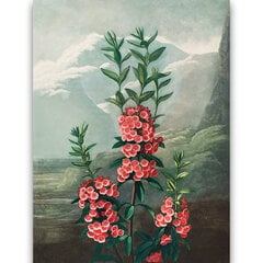 Reprodukcija The Narrow–Leaved Kalmia (Robert John Thornton (1808)), 40x60 cm kaina ir informacija | Reprodukcijos, paveikslai | pigu.lt