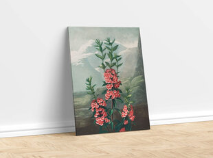 Reprodukcija The Narrow–Leaved Kalmia (Robert John Thornton (1808)), 40x60 cm kaina ir informacija | Reprodukcijos, paveikslai | pigu.lt