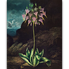 Reprodukcija The American Cowslip (Robert John Thornton (1808)), 40x60 cm kaina ir informacija | Reprodukcijos, paveikslai | pigu.lt