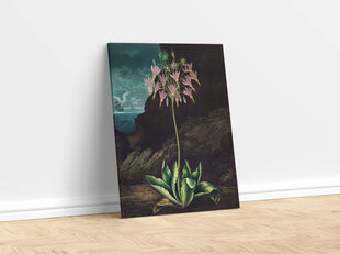 Reprodukcija The American Cowslip (Robert John Thornton (1808)), 40x60 cm kaina ir informacija | Reprodukcijos, paveikslai | pigu.lt