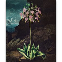 Reprodukcija The American Cowslip (Robert John Thornton (1808)), 100x70 cm kaina ir informacija | Reprodukcijos, paveikslai | pigu.lt