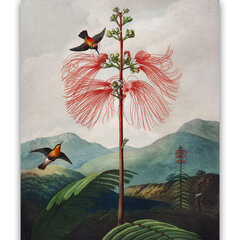 Reprodukcija Large–Flowering Sensitive Plant (Robert John Thornton (1808)), 60x80 cm kaina ir informacija | Reprodukcijos, paveikslai | pigu.lt