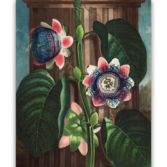 Reprodukcija The Quadrangular Passion Flower (Robert John Thornton (1808)), 100x70 cm kaina ir informacija | Reprodukcijos, paveikslai | pigu.lt