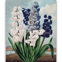 Reprodukcija Hyacinths (Robert John Thornton (1808)), 30x40 cm kaina ir informacija | Reprodukcijos, paveikslai | pigu.lt