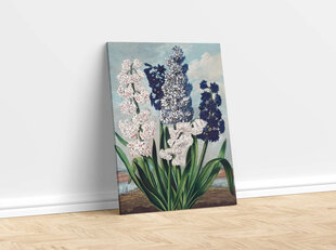 Reprodukcija Hyacinths (Robert John Thornton (1808)), 40x60 cm kaina ir informacija | Reprodukcijos, paveikslai | pigu.lt