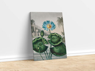 Reprodukcija The Blue Egyptian Water-Lily (Robert John Thornton (1808)), 40x60 cm kaina ir informacija | Reprodukcijos, paveikslai | pigu.lt