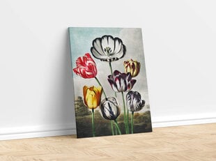 Reprodukcija Tulips (Robert John Thornton (1808)), 30x40 cm kaina ir informacija | Reprodukcijos, paveikslai | pigu.lt