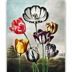 Reprodukcija Tulips (Robert John Thornton (1808)), 60x80 cm kaina ir informacija | Reprodukcijos, paveikslai | pigu.lt