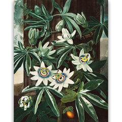 Reprodukcija The Passiflora Cerulea (Robert John Thornton (1808)), 30x40 cm kaina ir informacija | Reprodukcijos, paveikslai | pigu.lt