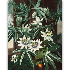 Reprodukcija The Passiflora Cerulea (Robert John Thornton (1808)), 60x80 cm kaina ir informacija | Reprodukcijos, paveikslai | pigu.lt