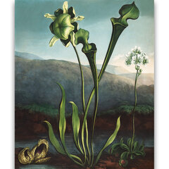 Reprodukcija American Bog Plants (Robert John Thornton (1808)), 40x60 cm kaina ir informacija | Reprodukcijos, paveikslai | pigu.lt