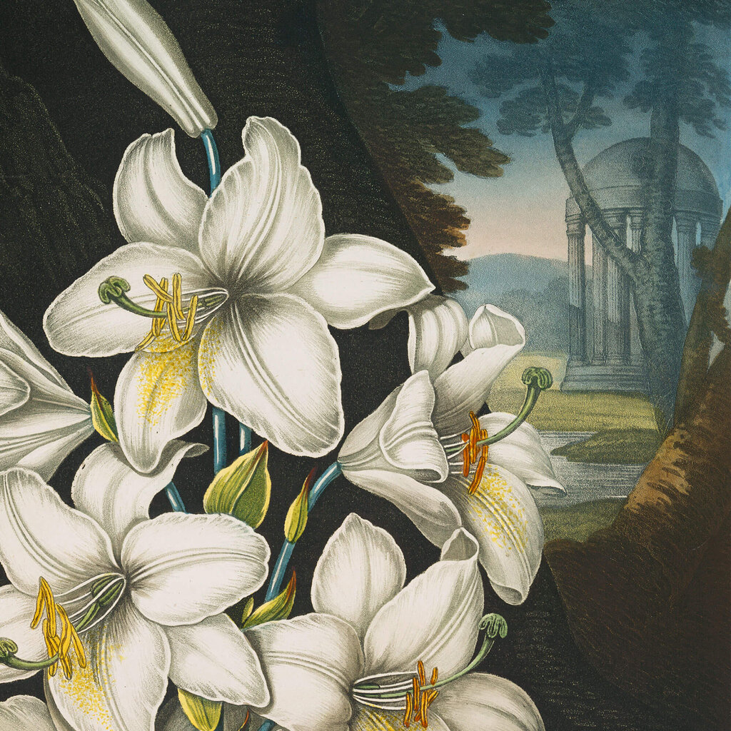 Reprodukcija The White Lily (Robert John Thornton (1808)), 30x40 cm kaina ir informacija | Reprodukcijos, paveikslai | pigu.lt