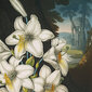 Reprodukcija The White Lily (Robert John Thornton (1808)), 30x40 cm kaina ir informacija | Reprodukcijos, paveikslai | pigu.lt