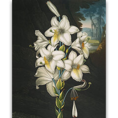 Reprodukcija The White Lily (Robert John Thornton (1808)), 60x80 cm kaina ir informacija | Reprodukcijos, paveikslai | pigu.lt