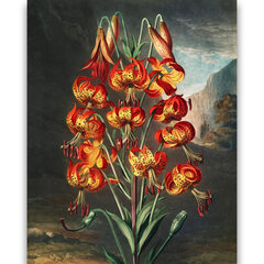 Reprodukcija The Superb Lily (Robert John Thornton (1808)), 100x70 cm kaina ir informacija | Reprodukcijos, paveikslai | pigu.lt