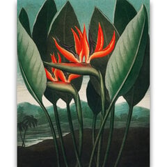 Репродукция The Queen–Plant (Роберт Джон Торнтон (1808)), 30x40 см цена и информация | Репродукции, картины | pigu.lt