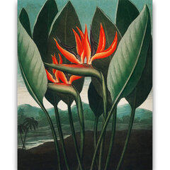 Reprodukcija The Queen–Plant (Robert John Thornton (1808)), 40x60 cm kaina ir informacija | Reprodukcijos, paveikslai | pigu.lt