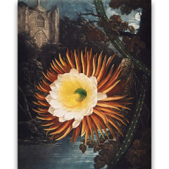 Reprodukcija The Night–Blowing Cereus (Robert John Thornton (1808)), 30x40 cm kaina ir informacija | Reprodukcijos, paveikslai | pigu.lt