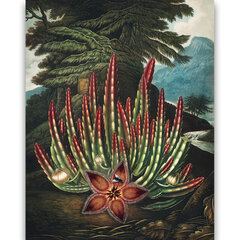 Reprodukcija The Maggot–Bearing Stapelia (Robert John Thornton (1808)), 30x40 cm kaina ir informacija | Reprodukcijos, paveikslai | pigu.lt