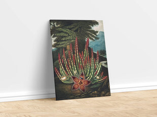 Reprodukcija The Maggot–Bearing Stapelia (Robert John Thornton (1808)), 40x60 cm kaina ir informacija | Reprodukcijos, paveikslai | pigu.lt