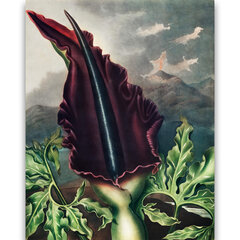 Reprodukcija The Dragon Arum (Robert John Thornton (1808)), 30x40 cm kaina ir informacija | Reprodukcijos, paveikslai | pigu.lt