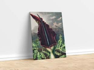 Reprodukcija The Dragon Arum (Robert John Thornton (1808)), 60x80 cm kaina ir informacija | Reprodukcijos, paveikslai | pigu.lt