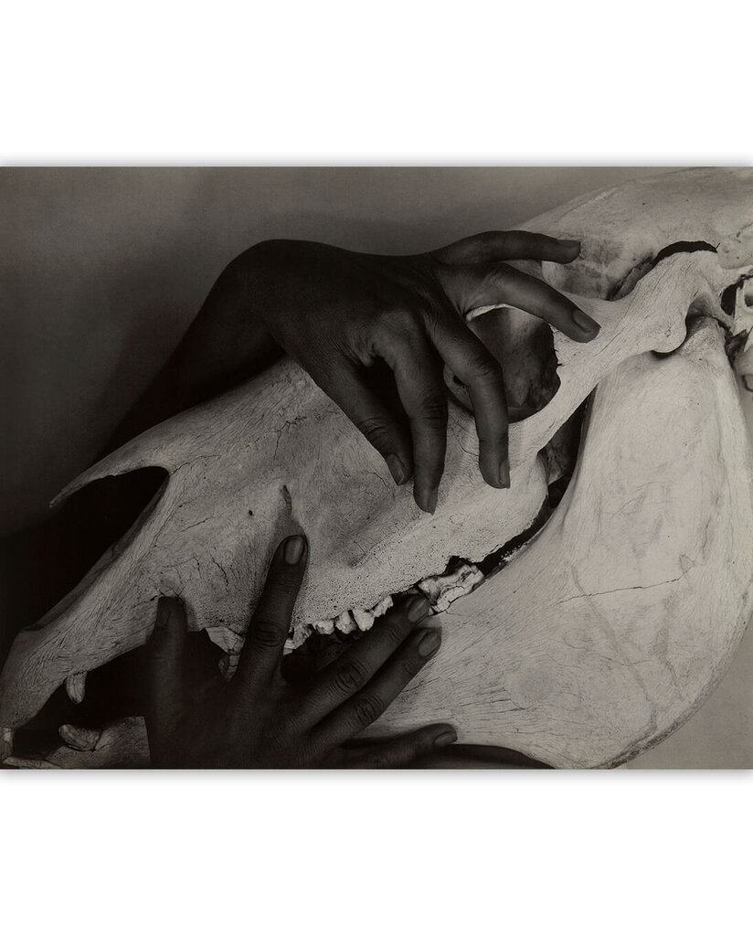 Paveikslas Hands and Horse Skull (1931) (Alfred Stieglitz), 40x35 cm цена и информация | Reprodukcijos, paveikslai | pigu.lt