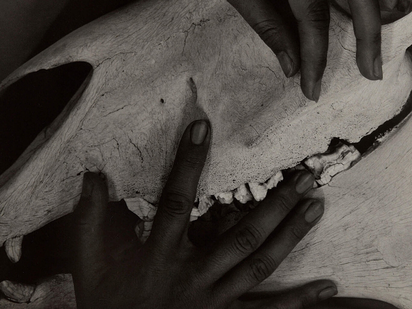 Paveikslas Hands and Horse Skull (1931) (Alfred Stieglitz), 40x35 cm цена и информация | Reprodukcijos, paveikslai | pigu.lt