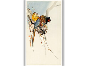 Reprodukcija Pheasant Couple and Plum Blossom (Ohara Koson), 100x60 cm kaina ir informacija | Reprodukcijos, paveikslai | pigu.lt