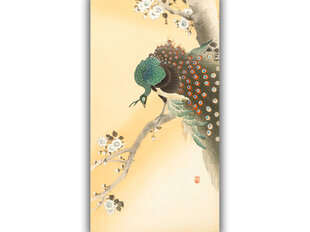 Reprodukcija Peacock on a Cherry Blossom Tree (Ohara Koson), 60x30 cm kaina ir informacija | Reprodukcijos, paveikslai | pigu.lt