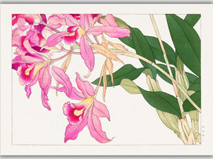 Reprodukcija Vintažinė botanika: Laišva, 30x40 cm kaina ir informacija | Reprodukcijos, paveikslai | pigu.lt