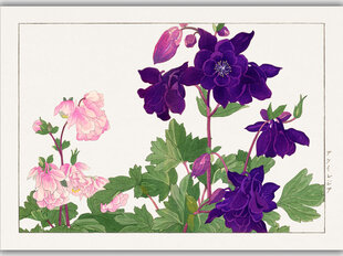 Reprodukcija Vintažinė botanika: Sinavadas, 60x80 cm kaina ir informacija | Reprodukcijos, paveikslai | pigu.lt