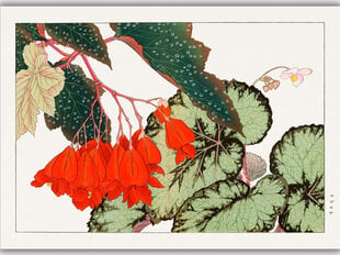Репродукция Винтажная ботаника: Бегония, 30x40 см цена и информация | Репродукции, картины | pigu.lt