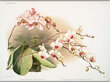 Reprodukcija Vintažinė botanika: Orchidėja, 30x40 cm kaina ir informacija | Reprodukcijos, paveikslai | pigu.lt