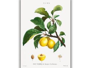 Reprodukcija Vintažinė botanika: Slyva, 30x40 cm kaina ir informacija | Reprodukcijos, paveikslai | pigu.lt